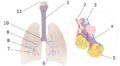 Diagrama de los pulmones.svg.png