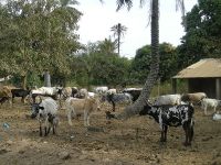 Élevage de bovins dans la région d'Oussouye. Photographie prise en janvier 2008.