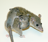 Opossum de Bolivie avec ses petits