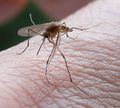 Un animal : le moustique