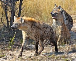 Hyènes tachetées.jpg