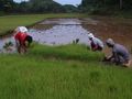 Dépiquage des jeunes plants de riz.JPG