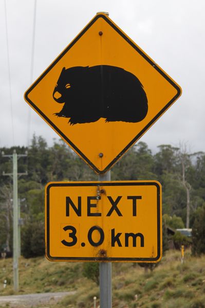Fichier:Wombat crossing.jpg