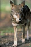Le loup rouge, une espèce différente du loup, ou peut-être un hybride entre loup et coyote