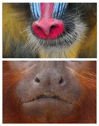 Face de singe araignée - Photos Futura