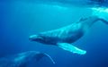 La Catégorie:Image cétacé rassemble les images de baleines, de dauphins, d'orques, de cachalots...