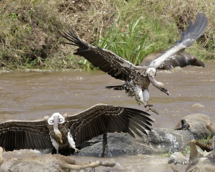 Fichier:Mara vautours.jpg