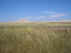 Prairie.jpg