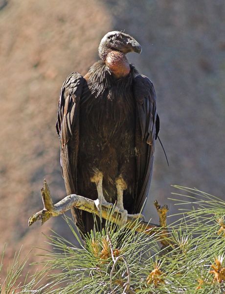 Fichier:Condor de Californie.jpg