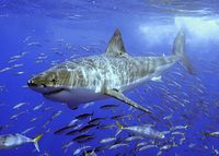 Le grand requin blanc est la 3e plus grande espèce de requins. Il a 50 dents. Il se nourrit principalement d'otaries et de phoques. Il peut atteindre 6 mètres de long.