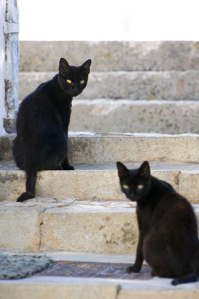 Fichier:Chats noirs.jpg