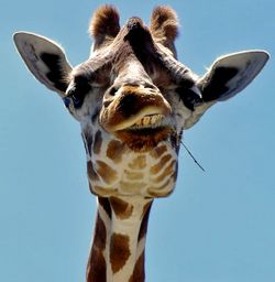 Portrait d'une girafe.