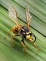 Les Hyménoptères rassemblent les abeilles et les bourdons, les guêpes et les frelons, et les fourmis.