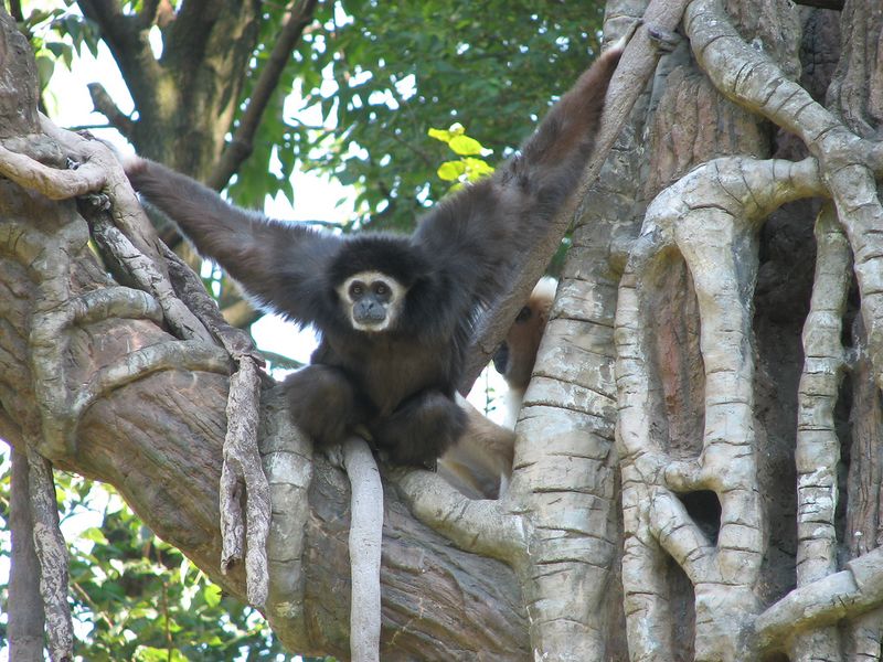 Fichier:Gibbon à mains blanches.jpg
