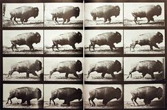 Chronophotographie d'un bison au galop, réalisée en 1887 par le photographe britannique Eadweard Muybridge.