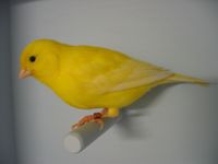 Un canari domestique jaune