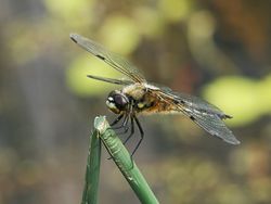 Dragonfly macro.jpg