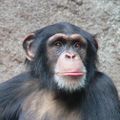 Le Chimpanzé (Pan troglodytes)