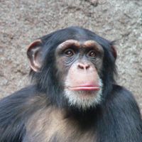 Chimpanzé au zoo de Leipzig