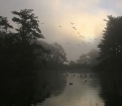 Canada Geese and morning fog.jpg
