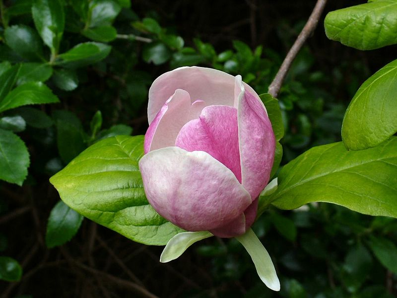 Fichier:Magnolia blossom.jpg