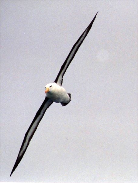 Fichier:Black-browed Albatross at south georgia.jpg