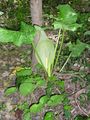 Un aperçu de la végétation des sous-bois : un Arum en fleur