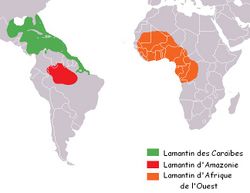 Répartition géographique des trois espèces de lamantins