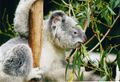Le koala ne se nourrit que de feuilles d'eucalyptus