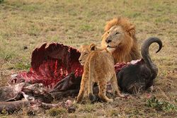 Lion mâle et lionceau - Afrique du Sud.jpg