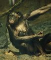 Le Bonobo (Pan paniscus)