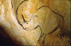 Représentation d'un rhinocéros dans la grotte Chauvet