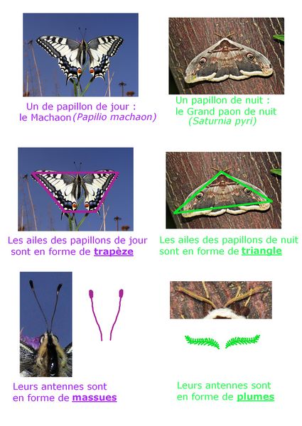 Fichier:Comparaison papillons.jpg
