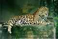 Panthera onca.jpg
