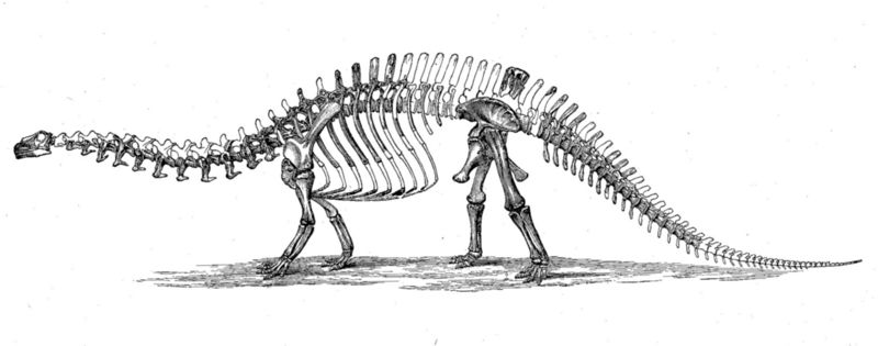 Fichier:Apatosaurus squelette.jpg