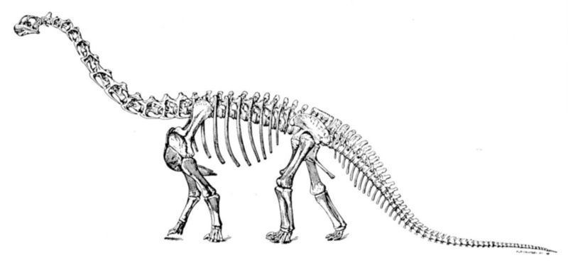 Fichier:Camarasaurus squelette.jpg