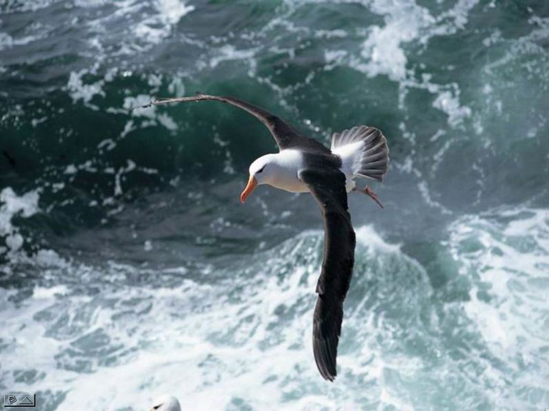 Fichier:Albatros à sourcil noir.jpg