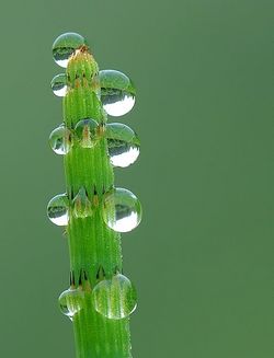 Dew on a Equisetum fluviatile Luc Viatour.jpg