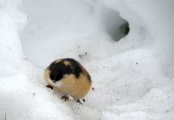 Lemming dans la neige.jpg