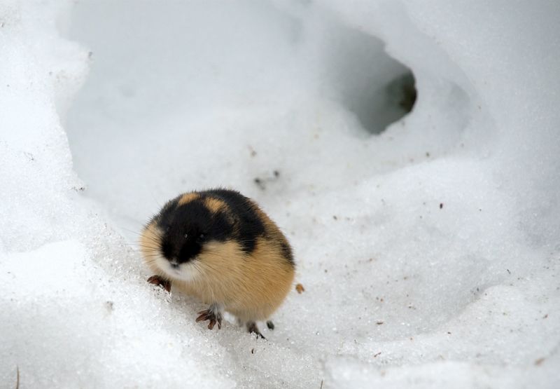 Fichier:Lemming dans la neige.jpg