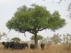 Éléphants autour d'un arbre dans le parc national de Waza - Cameroun.jpg