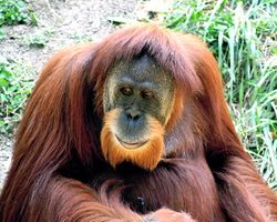 Un orang-outan de Sumatra mâle