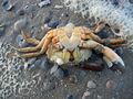 Un crabe mort, rejeté sur la plage par les vagues