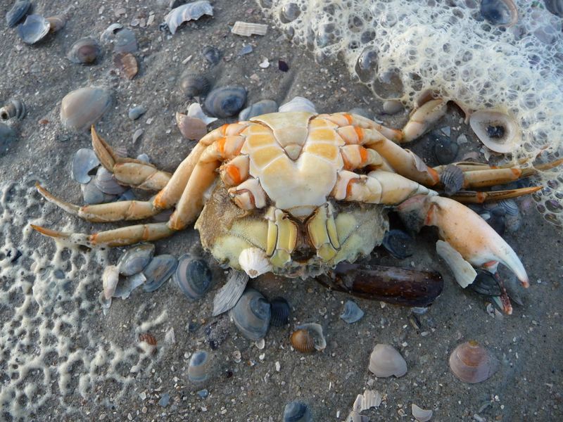 Fichier:Crabe mort.jpg