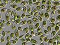 L'algue microscopique Dulaniella vit dans les eaux très salées. Les petits grains rouges à l'intérieur de la cellule sont des organites riches en caroténoïdes.