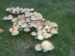 Fungi in Heaton Park.JPG