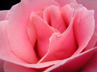Rose rose.jpg