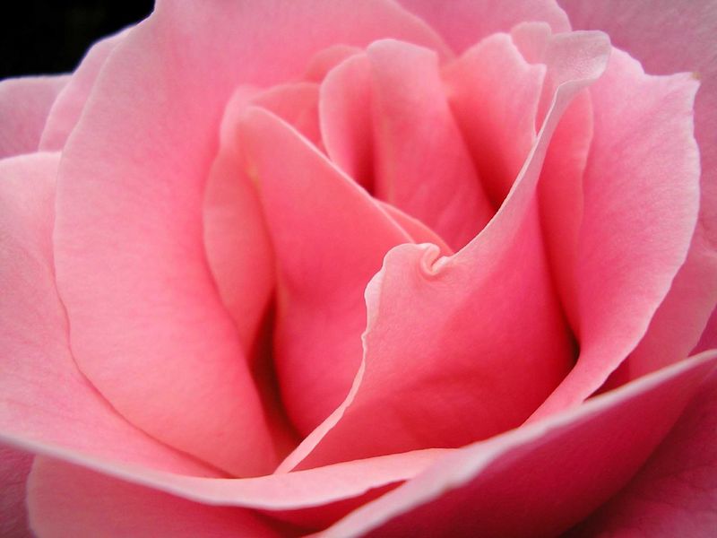 Fichier:Rose rose.jpg