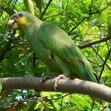 Perroquet vert, Amazona amazonica