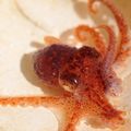 Octopus rubescens, une espèce de pieuvre